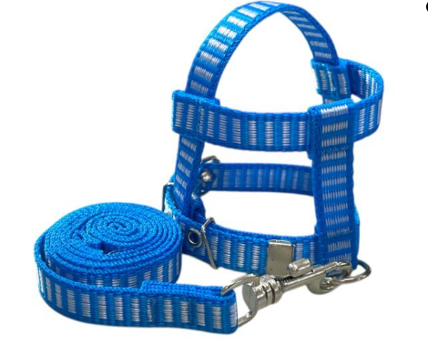 Coleira com guia azul